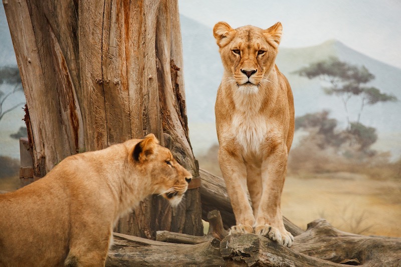 Animals in the Zoo
