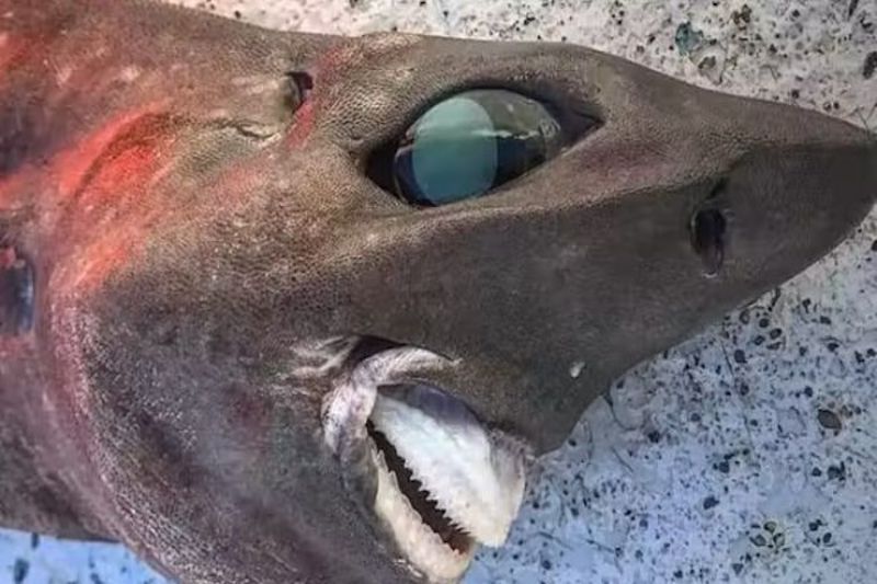 Pacific Grin: Australian Angler Reels in Mysterious Deep-Sea Shark