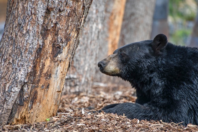 A Woman Fights off a Black Bear
