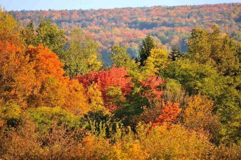 Fall Foliage: Why Do Leaves Change Color?