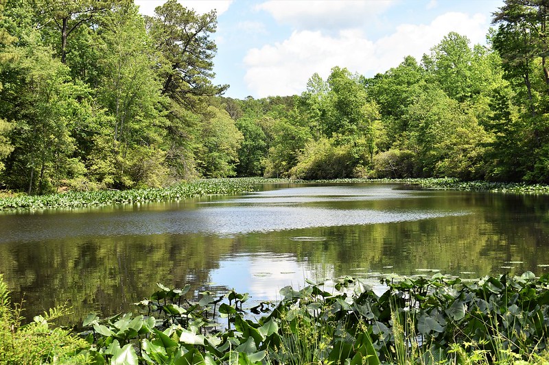 The Negative Impacts of Invasive Plants