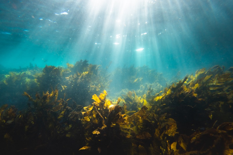 The Importance of Seaweed