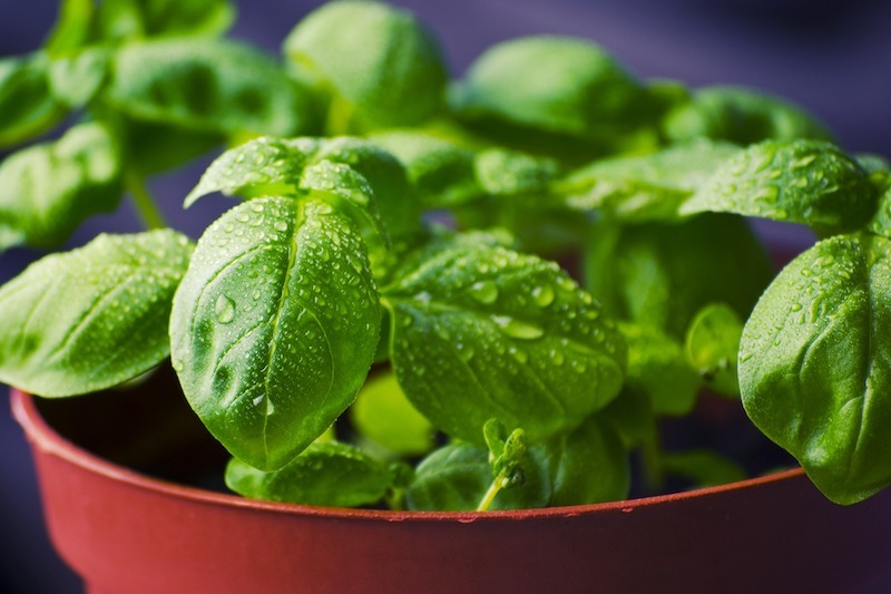 Growing a Plant