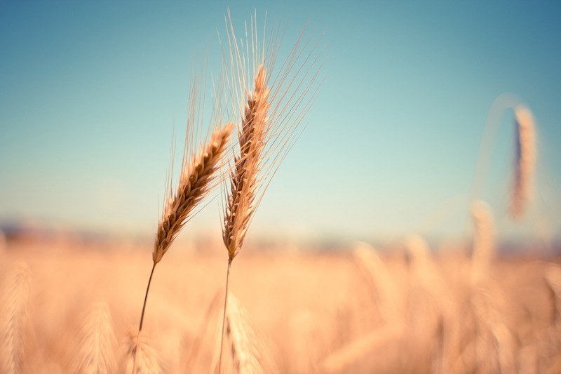 The War Between Rice and Wheat