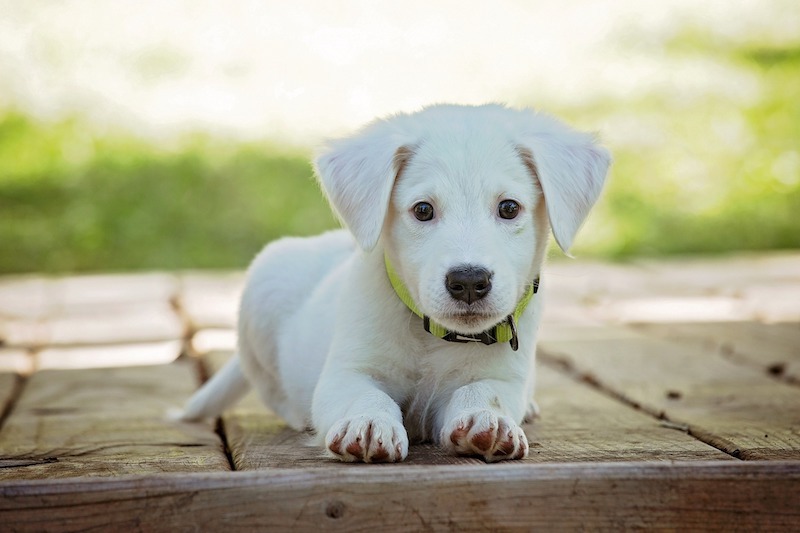 Why Are You Afraid of Dogs?