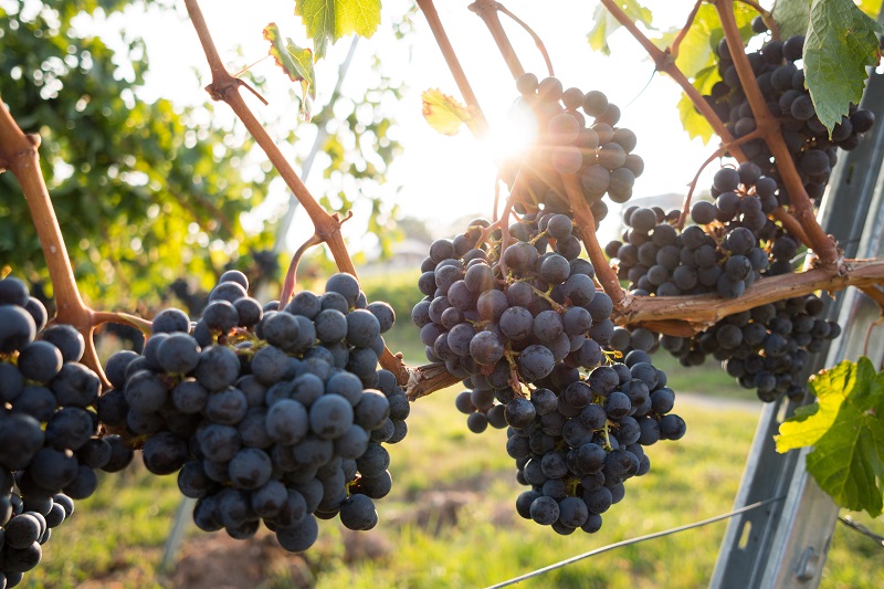 Cheap vs. Expensive: What Determines the Price of Wine?
