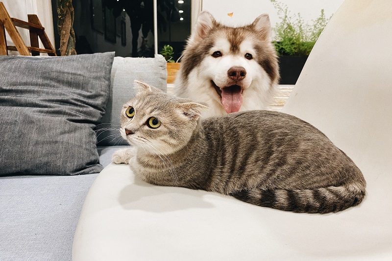 Cats vs Dogs