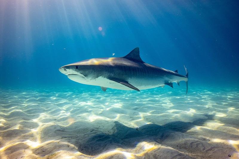 Spielberg Admits Regrets Over the Negative Impact of “Jaws” on Shark Population