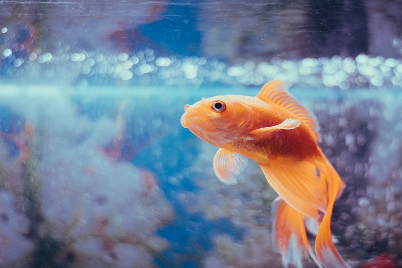 Keeping a Goldfish