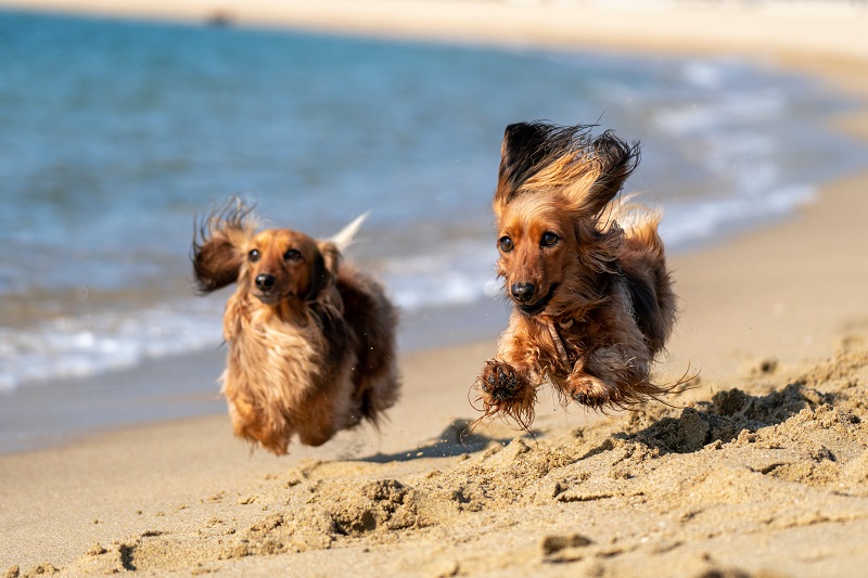 Taking Dogs to the Beach