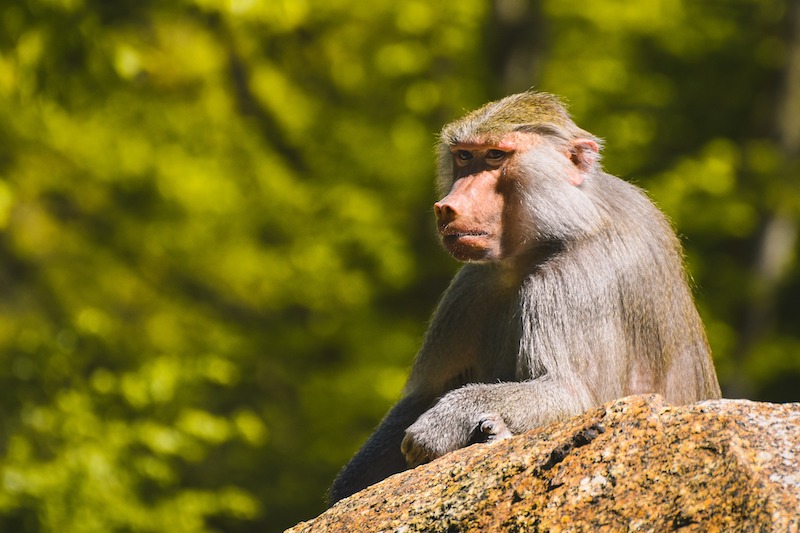 Escaped East African Baboon Spotted in Taoyuan