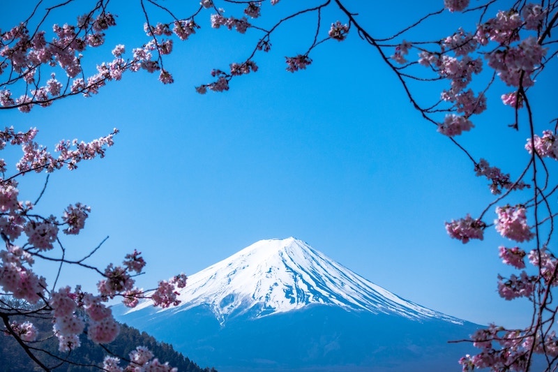 Fuji Shibazakura Festival