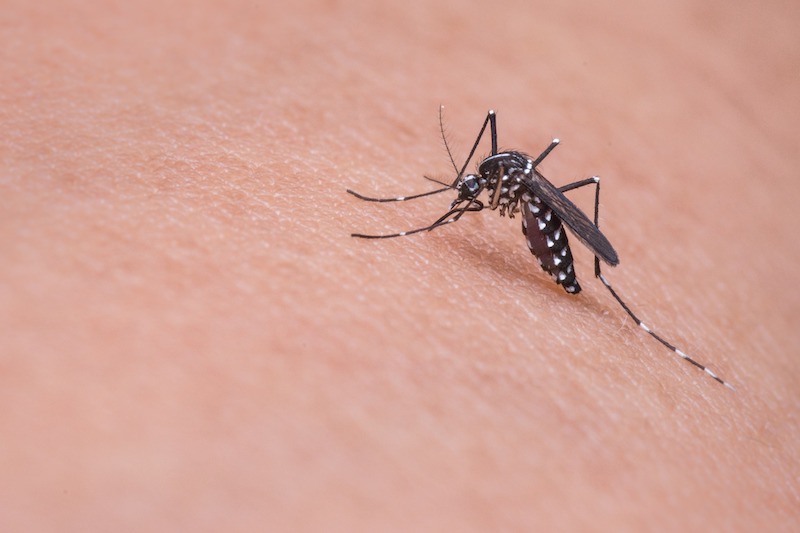 How to Deal With Mosquito Bites