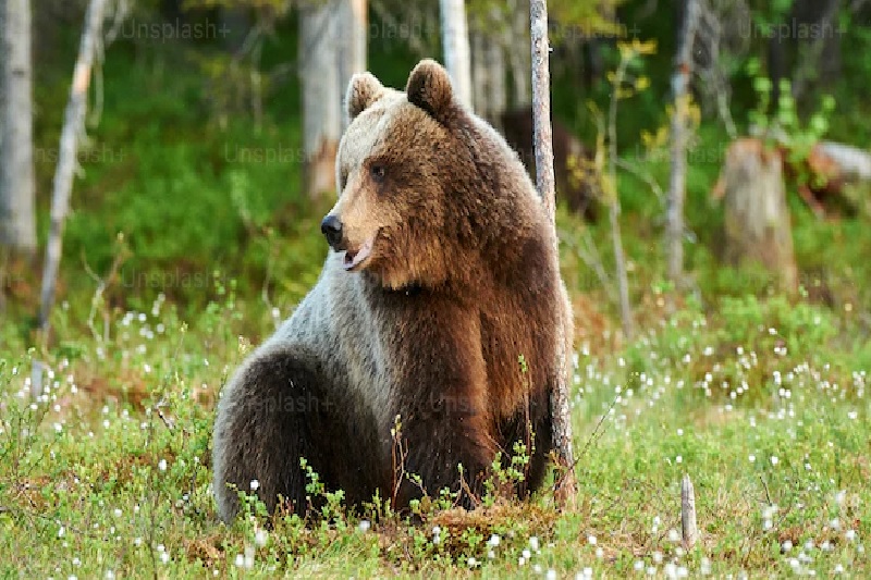 Using a Ruler on a Bear