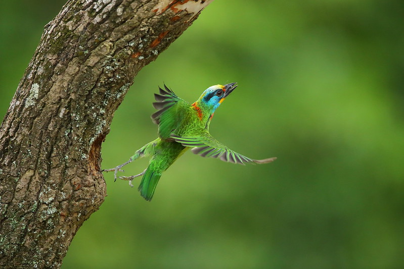 Greener Experiences: Ecotourism in Taiwan