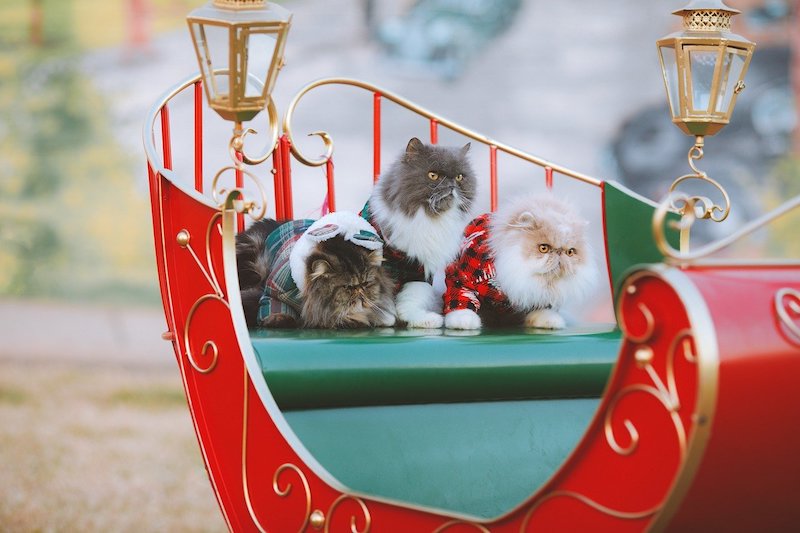 Florida Woman Leaves a Six-Figure Estate to Her Cats