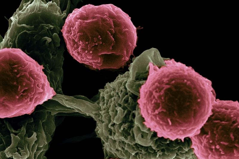 Early Stages of Testing Reveal Promise for mRNA Cancer Treatment