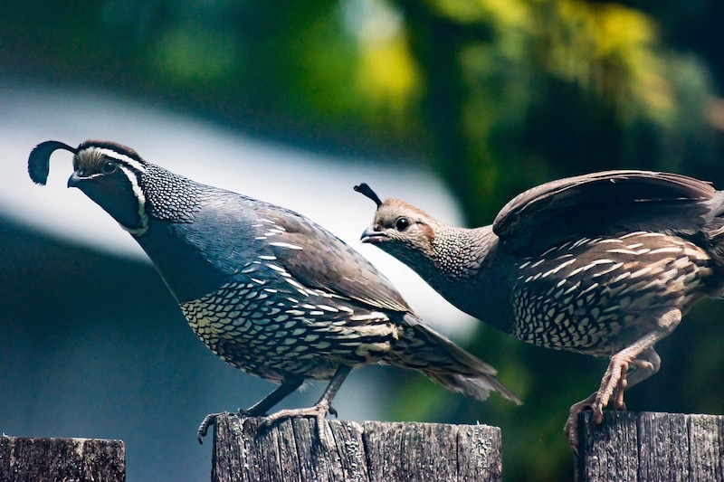 Unusual Act: Someone Releases 2,000 Quails in Changhua