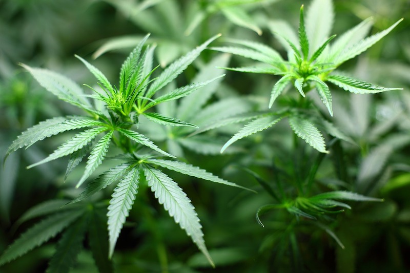Miaoli Farmer in Trouble for Accidentally Growing Cannabis