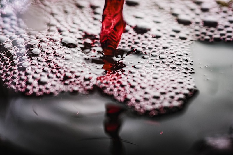 Red Wine Floods the Streets in Portugal