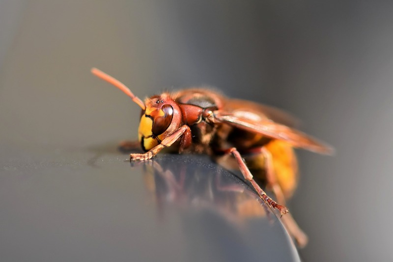Safe Hiking Around Hornets