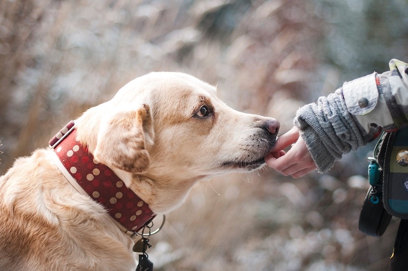 Fluv App Brings Pet Sitting to Taiwan