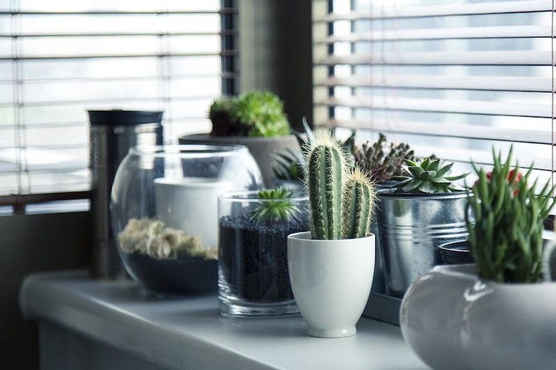 An Indoor Garden