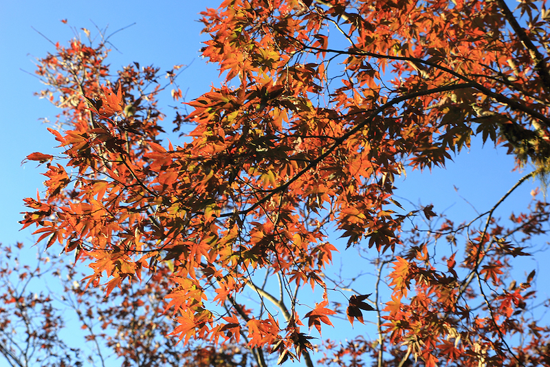 Exploring Taiwan’s Autumn Beauty
