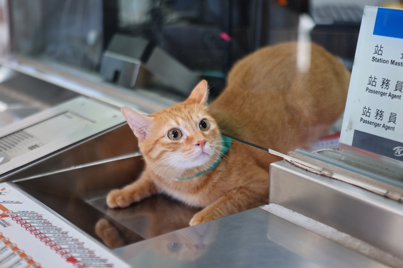 Kaohsiung MRT’s Furry Stationmaster