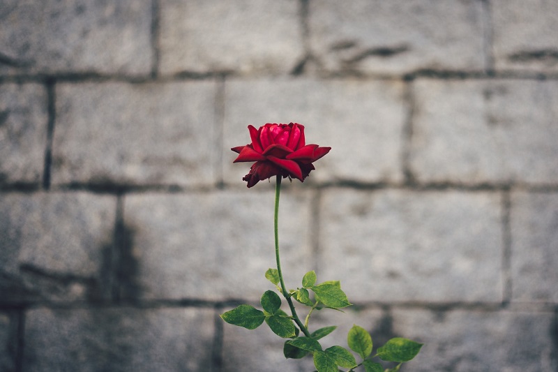 Benefits of Singlehood