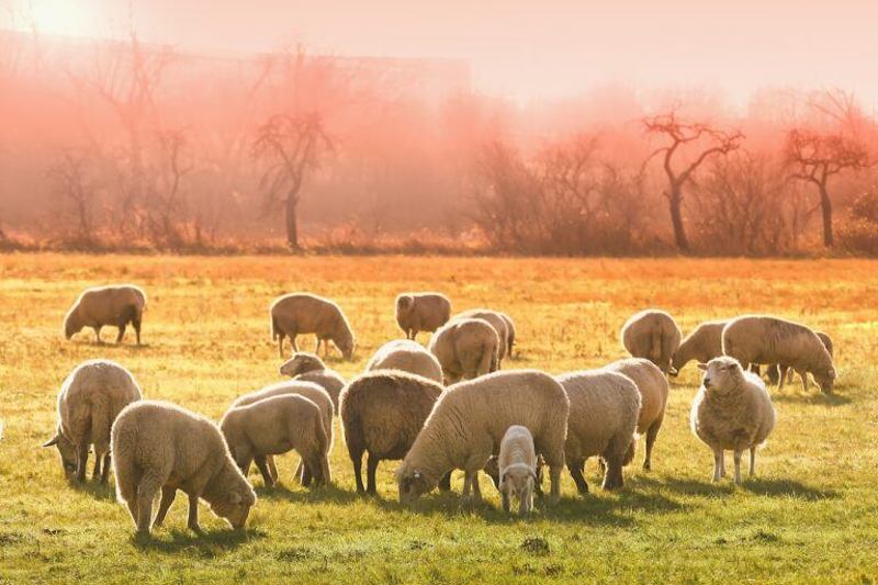 Australian Farmers Giving Away Sheep for Free