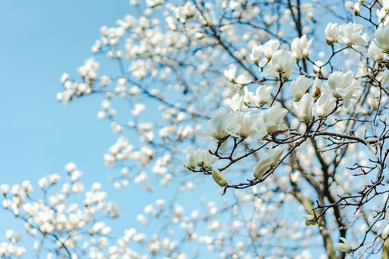 Plum Blossom Festival in Nantou