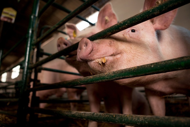 TFDA Confirms Trace Amounts of Cimbuterol in Taisugar Pork Product Sample