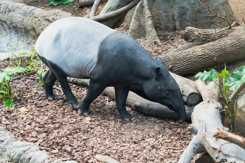 Malayan Tapir Dies on Flight to Taiwan