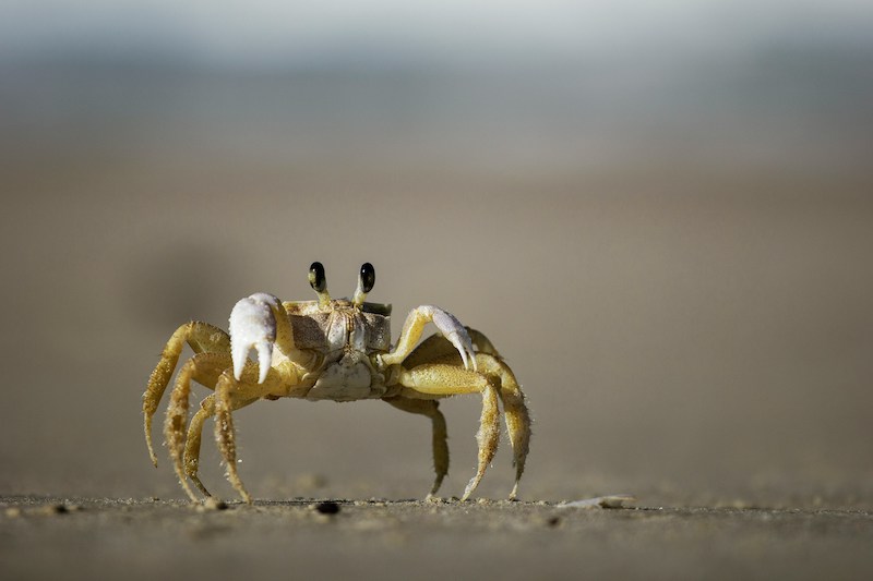 “Crab Crossing: Please Slow Down”