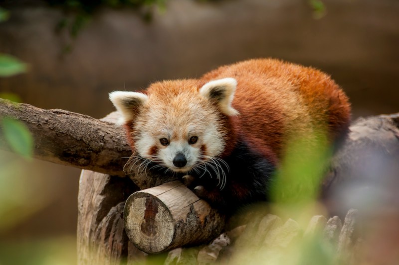 A Zoo Field Trip