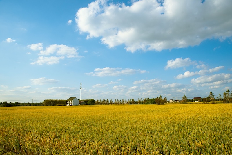 Sustainable Agriculture: Meeting Present Needs Without Compromising the Future