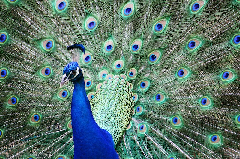 Peacocks Lying ‘Dead’ at the Zoo?