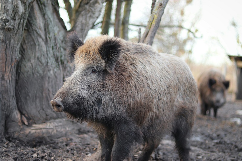 WOAH Adds Taiwan to List of Places Free of African Swine Fever