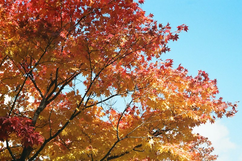 Visiting Busan for Maple Leaves