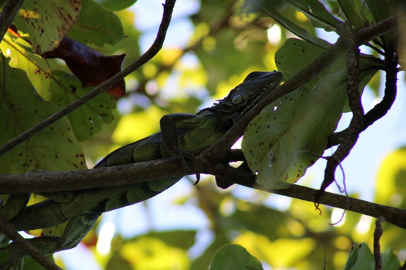 Taiwan’s Green Iguana Problem Getting Worse