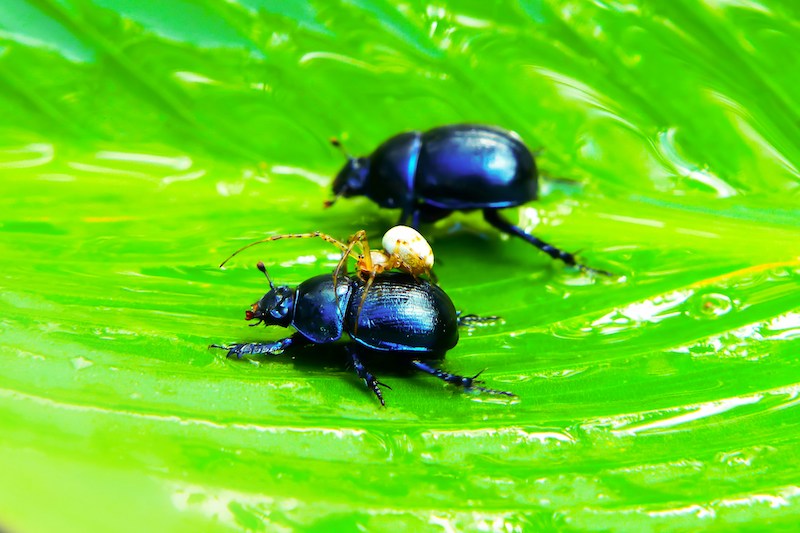 Eating Bugs: Would You Try It?