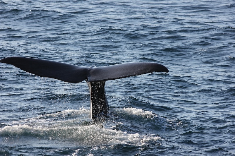 AI Breakthroughs: Decoding Animal Communication for a Deeper Connection With Nature
