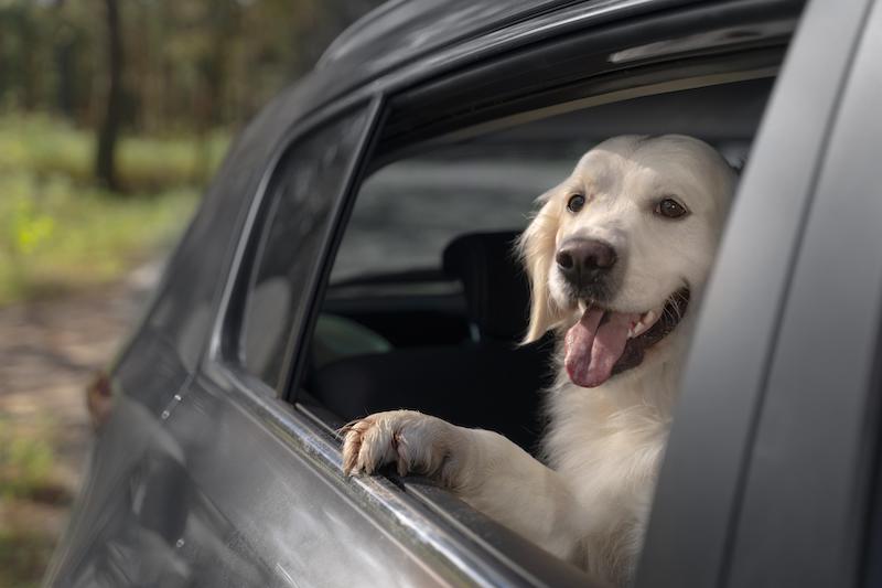 A Dog Bit My Car!