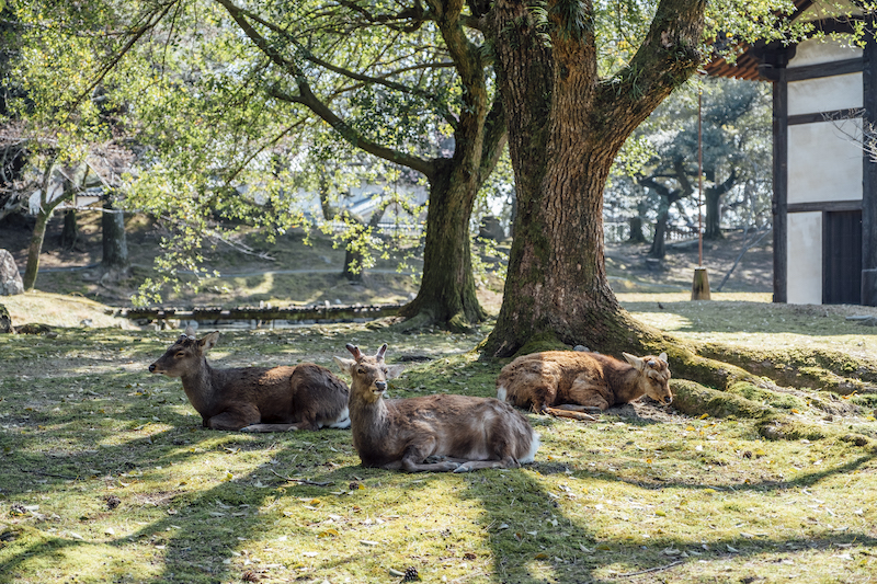 Watch Out! The Deer Are Running After Us!