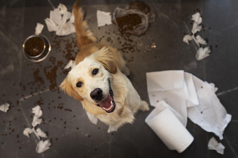 Dog Poop Trouble