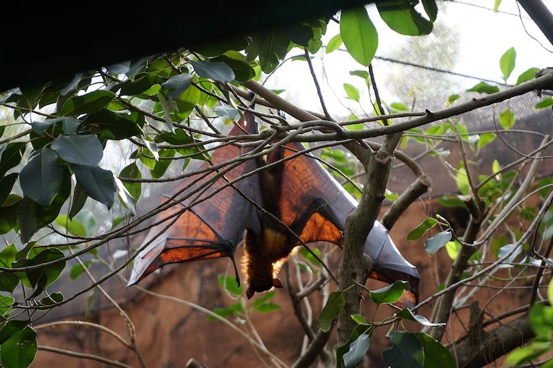 Nipah Virus Now Listed as South Korea’s Highest-Risk Infectious Disease