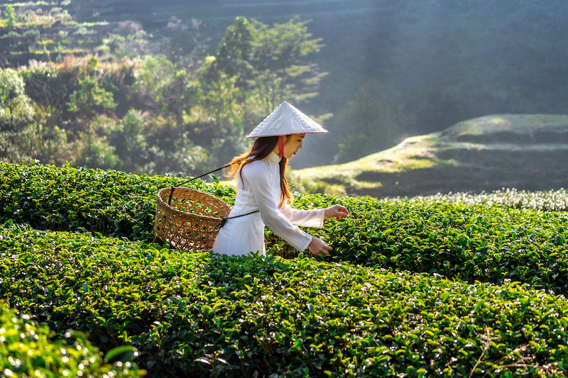 Visiting Grandpa’s Tea Farm
