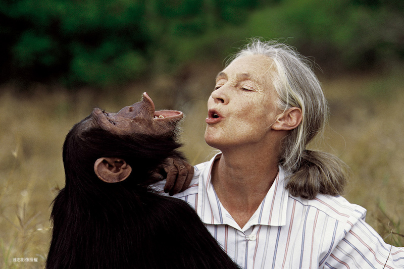 Jane Goodall: A Life That Loved Animals and Nature
