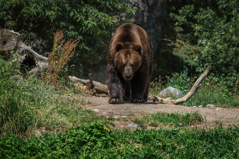 Bear in Shirakawa-go!